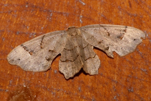 Uraniidae