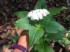 Pentas