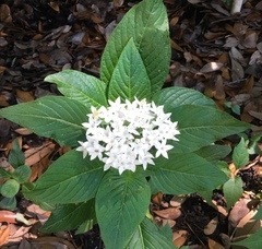 Pentas