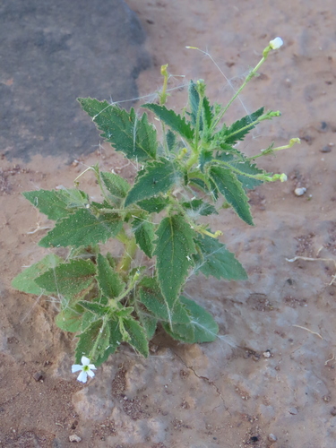 Jamesbrittenia megadenia (Jamesbrittenia megadenia)
