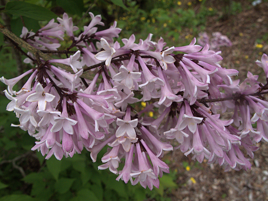 Syringa pubescens — an easy houseplant, prefers full sun light