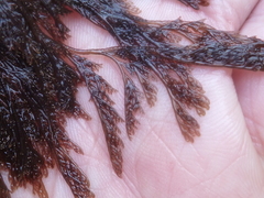 Microcladia borealis