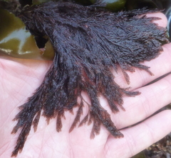 Microcladia borealis