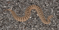 Crotalus cerastes cerastes