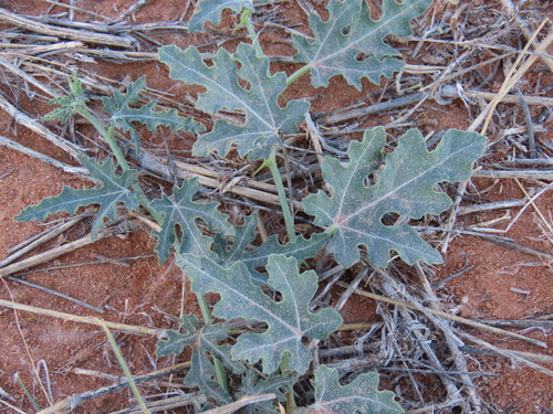 Gemsbok cucumber