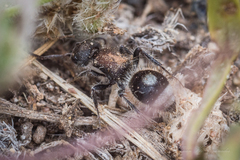 Sigilla dorsata