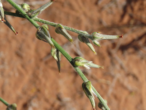 Sericorema sericea