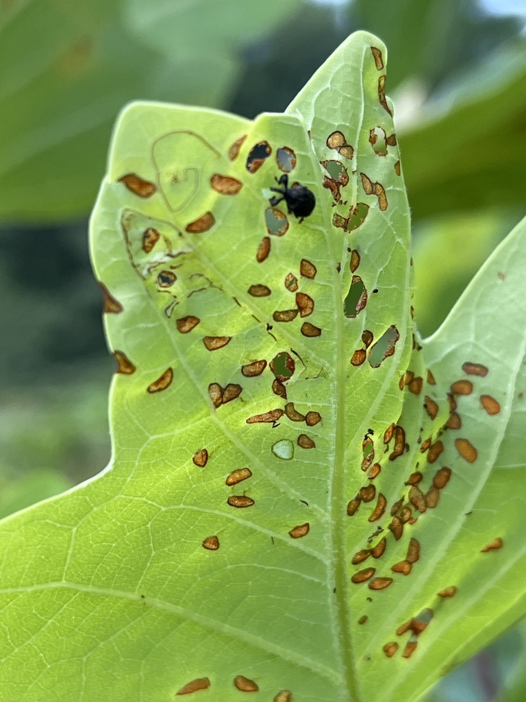 Yellow Poplar Weevil from Deer Lakes Park, Tarentum, PA, US on June 21 ...