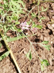 Fumaria officinalis