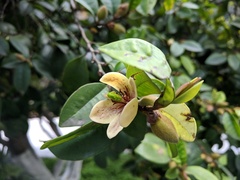 Magnolia figo