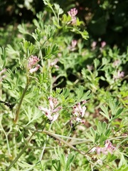 Fumaria officinalis