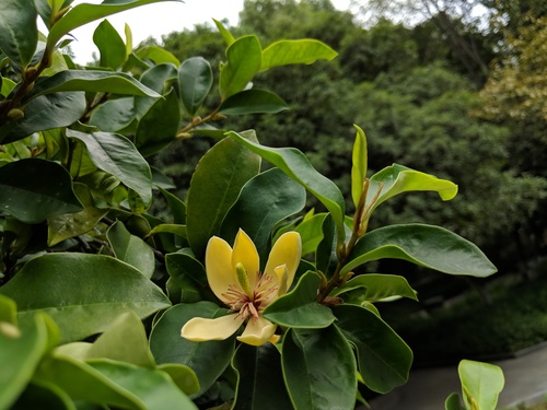 Magnolia figo