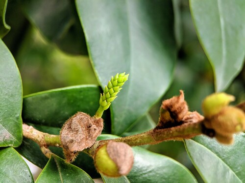 Magnolia figo
