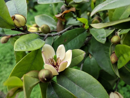 Magnolia figo