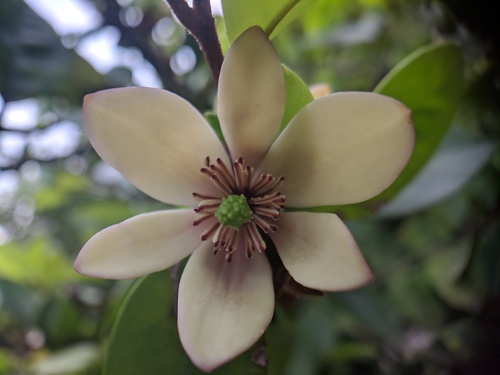 Magnolia figo
