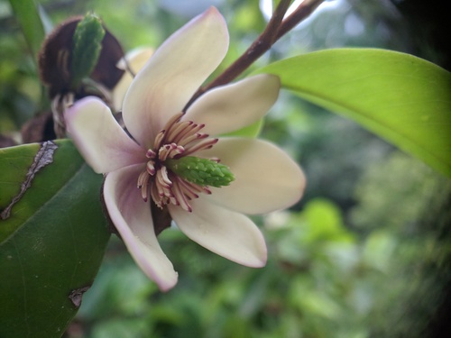 Magnolia figo