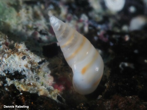 Representative image of Sticteulima