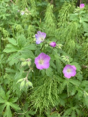 Geranium maculatum