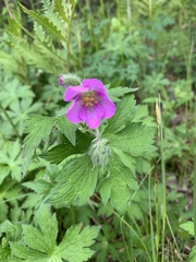 Geranium maculatum