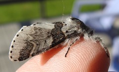 Furcula occidentalis