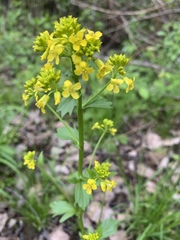 Barbarea vulgaris