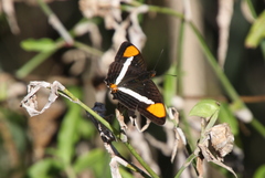 Adelpha syma