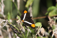 Adelpha syma