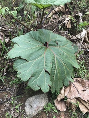 Gunnera insignis