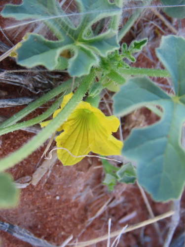 Small Wild Cucumber