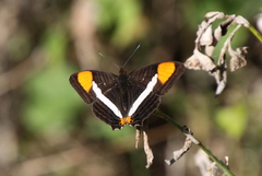 Adelpha syma