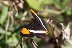 Adelpha syma