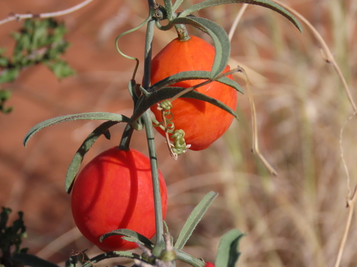 Trochomeria debilis