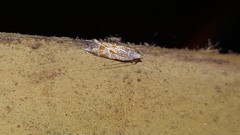 Battaristis vittella