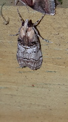 Pococera maritimalis