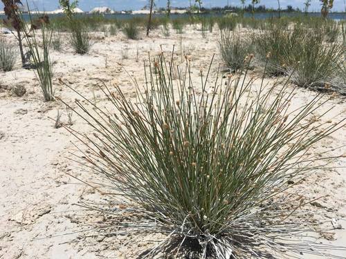 Eleocharis geniculata