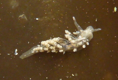 Eubranchus olivaceus