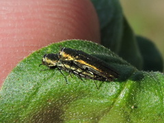 Agrilus lacustris