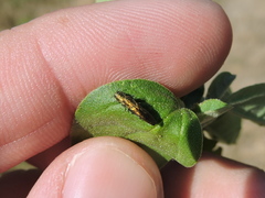 Agrilus lacustris