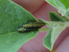 Agrilus lacustris