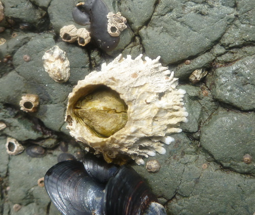 Thatched Barnacle, photo 2 of 10