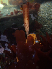 Styela montereyensis