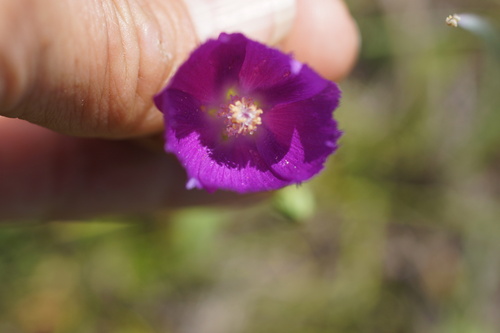 Image of Callirhoe pedata by (c) Lyrae, some rights reserved (CC BY)