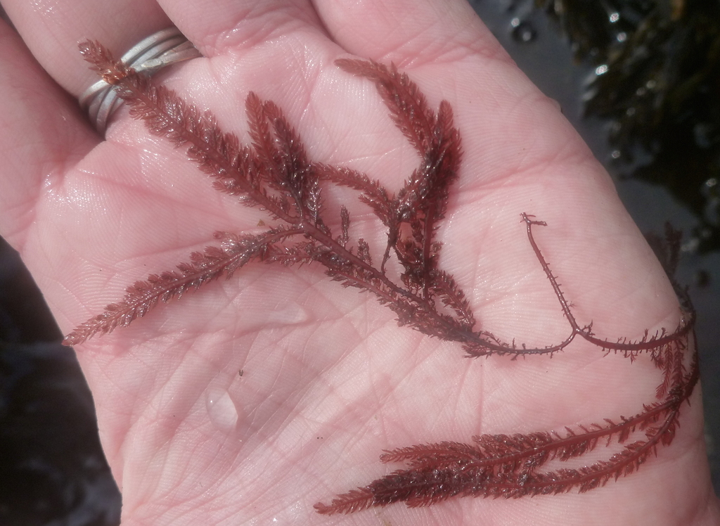 Dense Sea Fern
