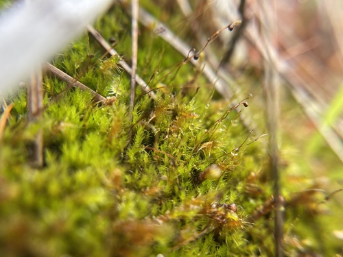 Golf-club Moss (Catoscopium nigritum)