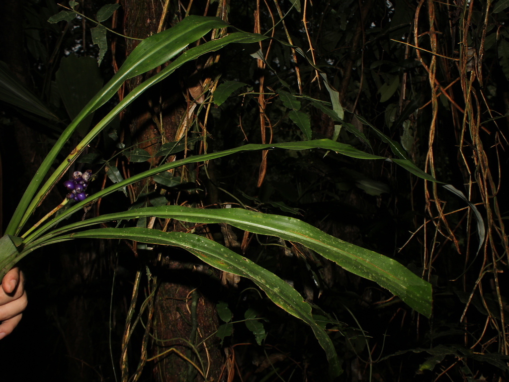 Ronnbergia hathewayi