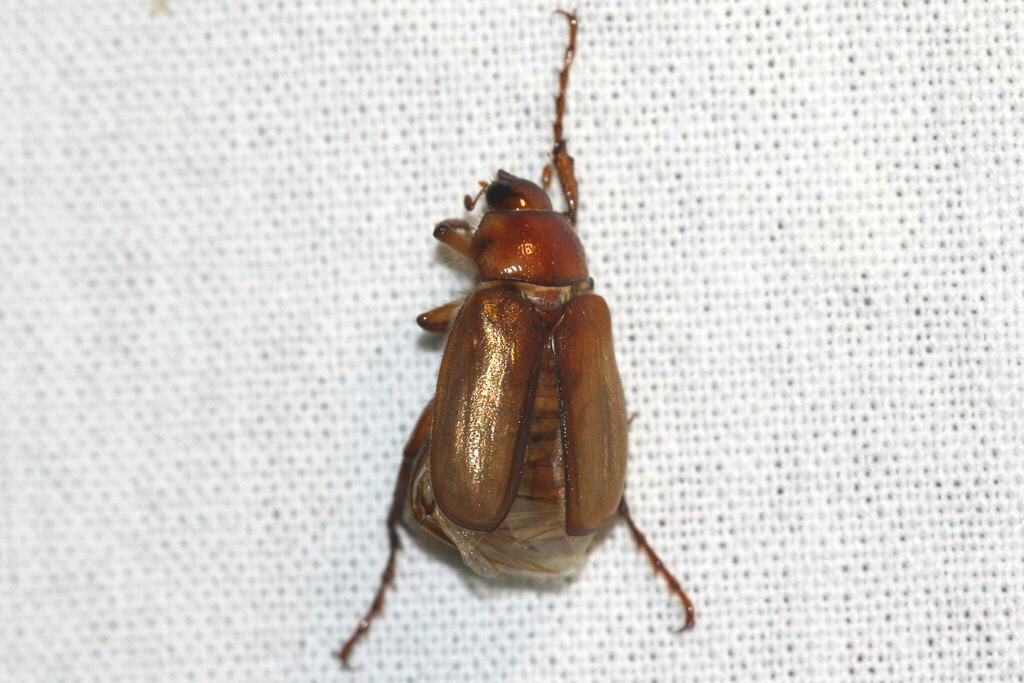 Amadotrogus quercanus