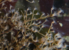 Eudendrium californicum