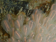 Clavelina huntsmani