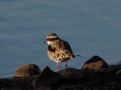 Elseyornis melanops