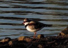 Elseyornis melanops